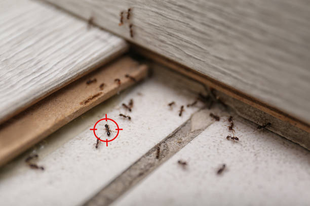 Best Best Pest Control Near Me  in Montgomery, IL
