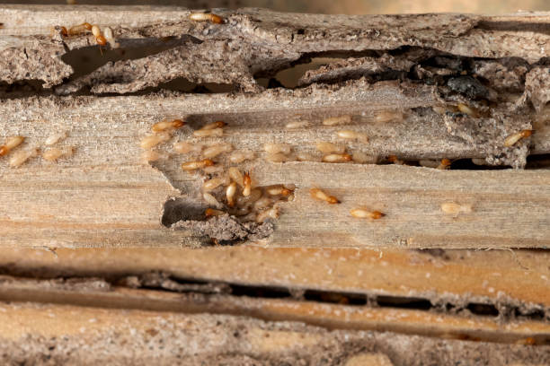 Montgomery, IL Pest Control Pros